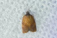 Cacoecimorpha pronubana