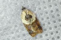 Acleris variegana