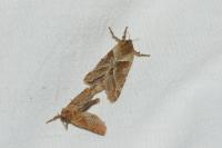 Triodia sylvina