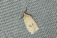 Agonopterix kaekeritziana