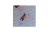 Chrysoclista linneella