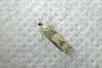 Crocidosema plebejana