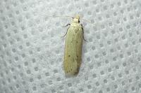 Nothris verbascella