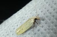 Nothris verbascella