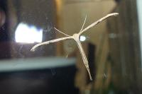 Emmelina monodactyla