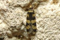 Oegoconia caradjai