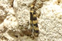 Oegoconia caradjai
