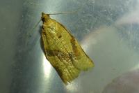 Clepsis consimilana