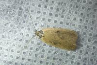 Agonopterix subpropinquella
