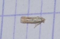 Elachista biatomella
