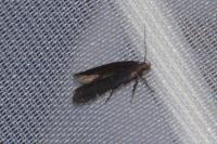 Aproaerema patruella