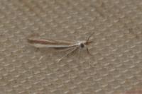 Coleophora pulchripennella