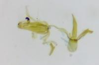 Aproaerema patruella