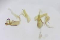 Aproaerema suecicella