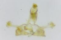 Coleophora pulchripennella