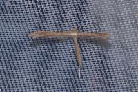 Stenoptilia zophodactyla