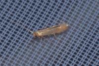 Phyllonorycter messaniella