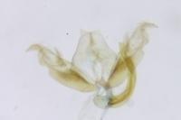Stenoptilia zophodactyla
