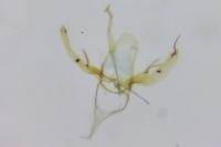 Phyllonorycter messaniella