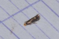 Stigmella samiatella