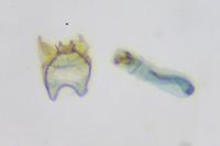 Stigmella samiatella