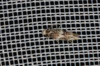 Elachista stabilella