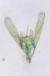 Elachista stabilella