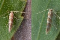 Cameraria ohridella