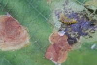 Cameraria ohridella
