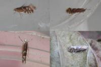 Phyllonorycter coryli