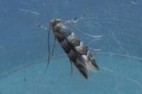 Phyllonorycter nicellii