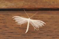 Pterophorus pentadactylus