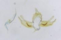 Blastobasis glandulella