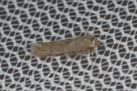 Blastobasis glandulella