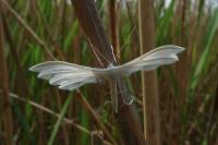 Pterophorus pentadactylus