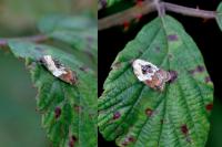 Acleris variegana