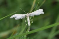 Pterophorus pentadactylus