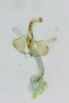 Coleophora mayrella
