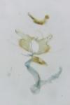 Coleophora mayrella