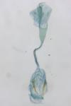 Stenoptilia zophodactyla