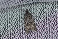 Sphaleroptera occidentana