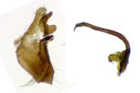 Sphaleroptera occidentana