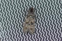 Sphaleroptera occidentana