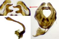 Sphaleroptera occidentana