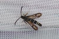 Bembecia scopigera