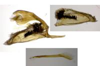Chamaesphecia empiformis