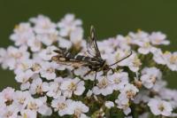 Chamaesphecia empiformis
