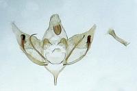 Depressaria radiosquamella