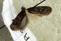 Depressaria radiosquamella