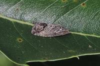 Cydia splendana